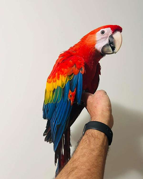 macaw-scarlet-macaw-for-sale-in-north-huntingdon-pa