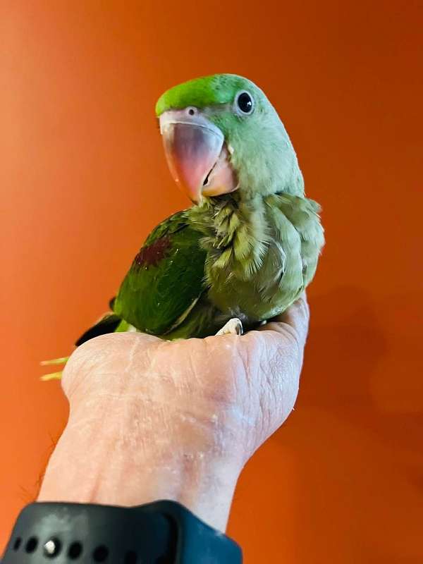 parrot-for-sale