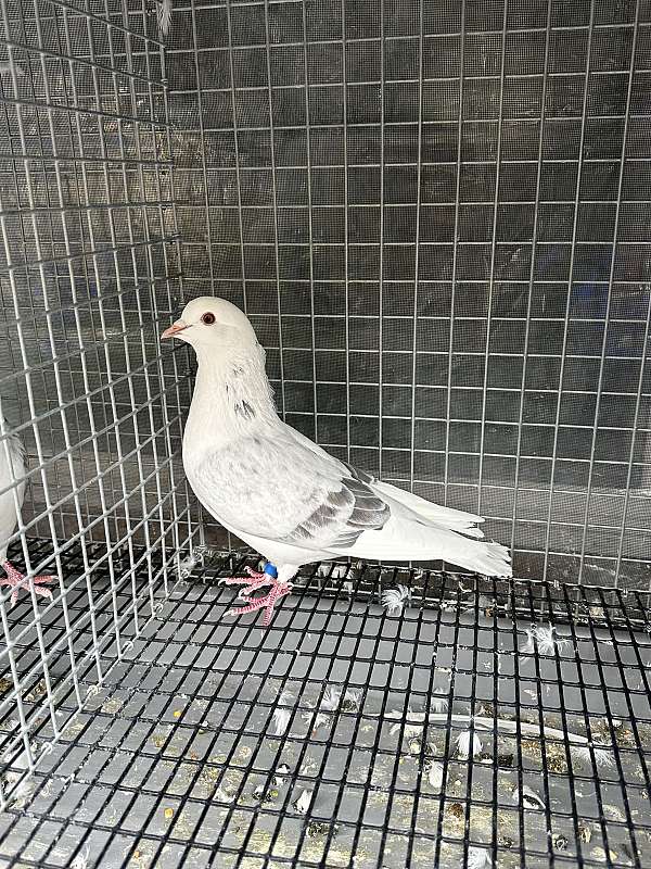 pigeon-for-sale