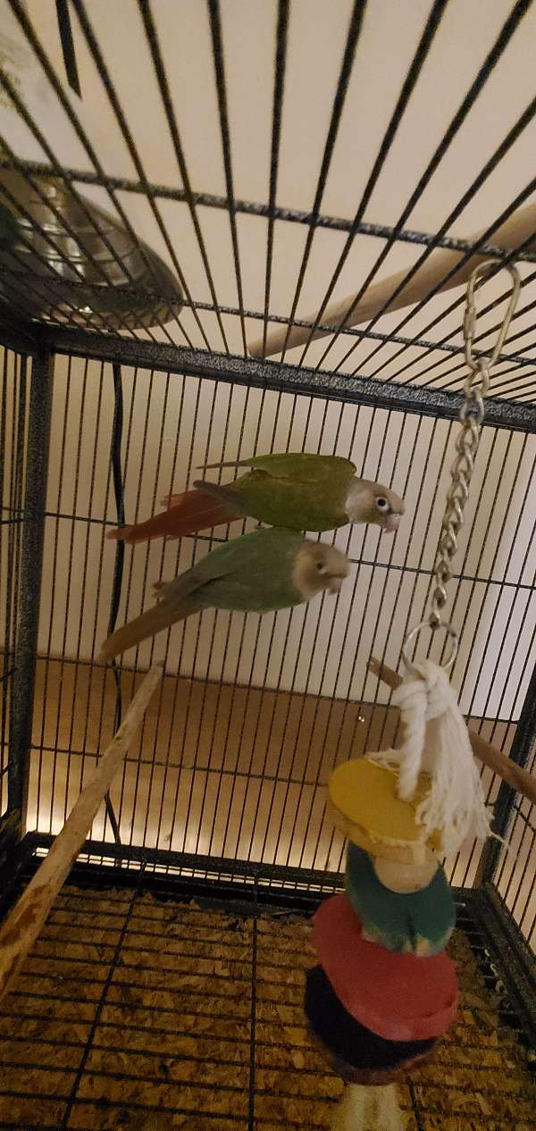 green-cheek-conure-for-sale-in-greenwood-ar