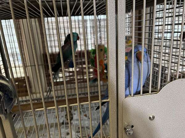 ringneck-parakeet-for-sale-in-shiremanstown-pa