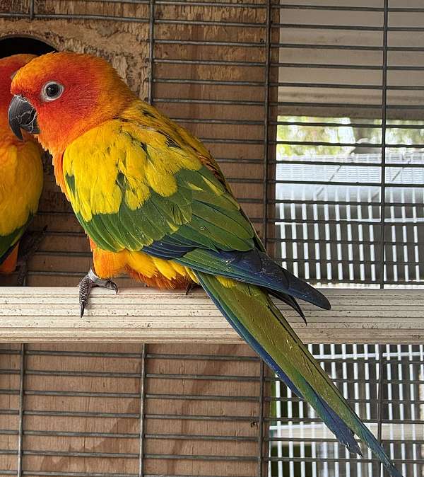 sun-conure-for-sale