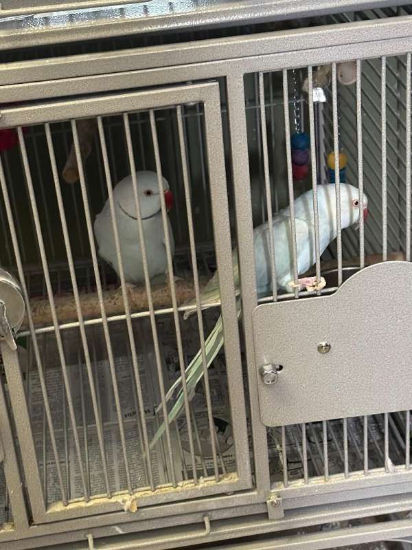 parakeet-for-sale-in-shiremanstown-pa