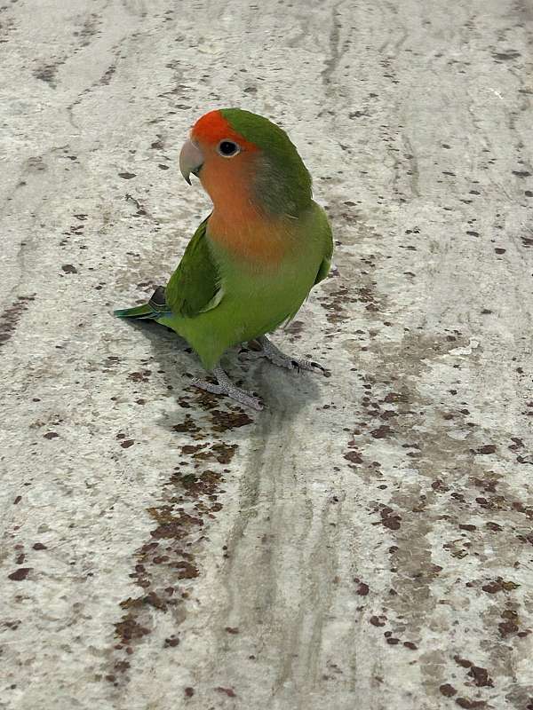 small-bird-for-sale-in-westport-ma
