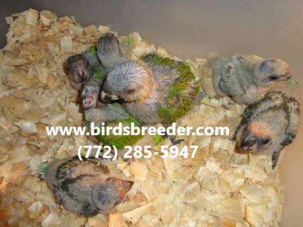 senegal-poicephalus-parrots-for-sale