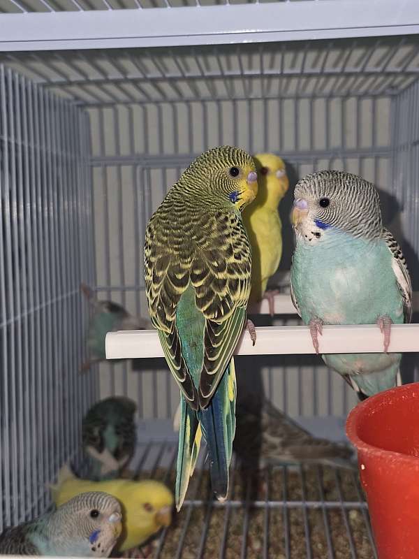 parakeet-for-sale