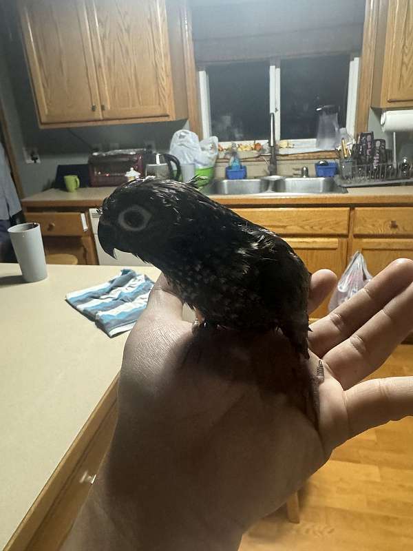 conure-for-sale-in-sauk-rapids-mn