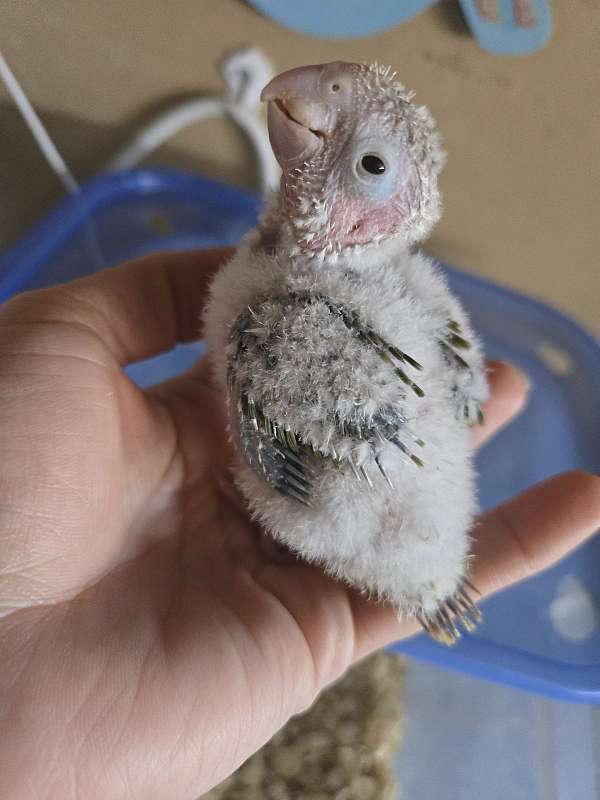 green-cheek-conure-for-sale