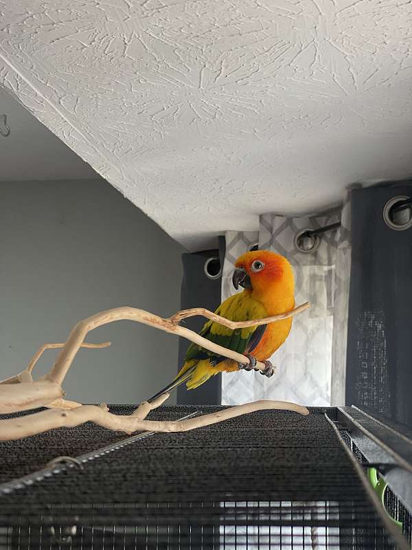 conure-for-sale