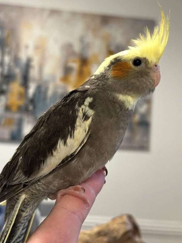 cockatiel-for-sale