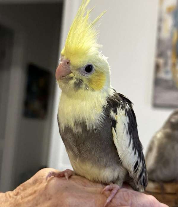 cockatiel-for-sale