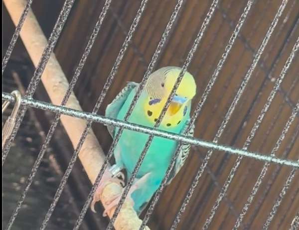 budgerigar-parakeet-for-sale