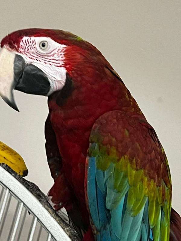 macaw-hybrid-macaw-for-sale-in-michigan