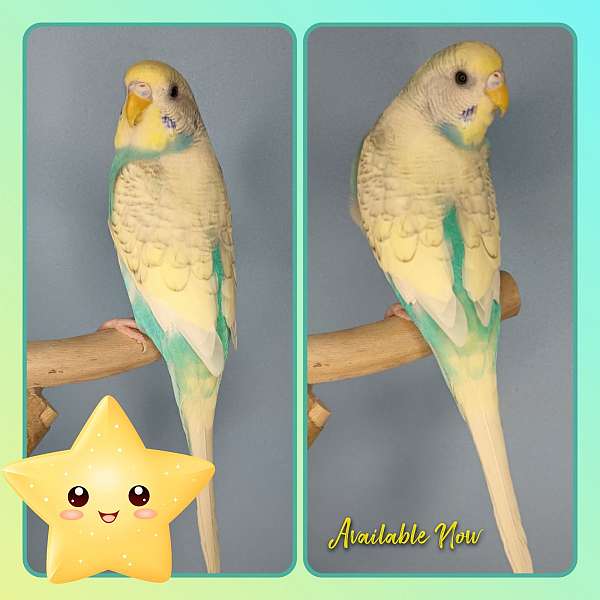 parakeet-for-sale