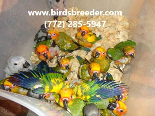 sun-conure-for-sale