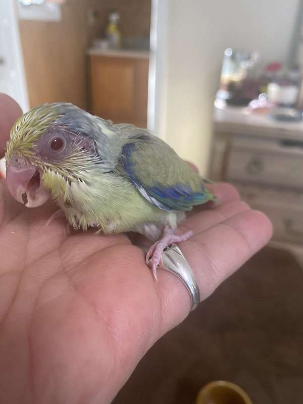 parrotlet-for-sale-in-deltaville-va