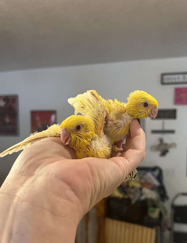 lineolated-parakeet-for-sale-in-layton-ut