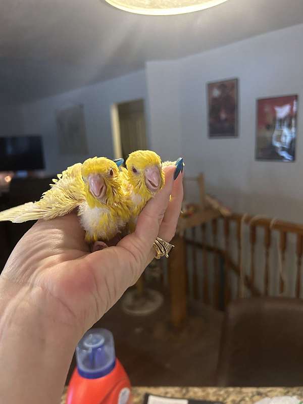 baby-lineolated-parakeet-for-sale