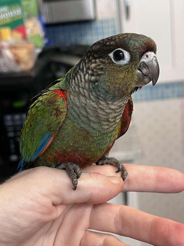 conure-for-sale-in-port-charlotte-fl