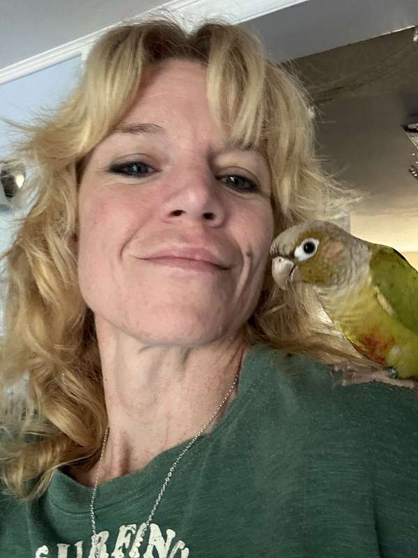 conure-for-sale-in-port-charlotte-fl