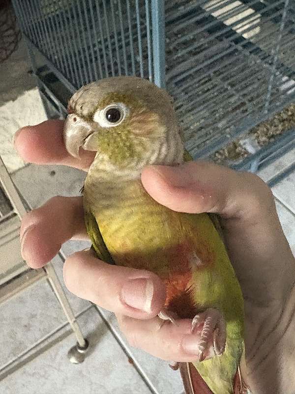 crimson-bird-for-sale-in-port-charlotte-fl