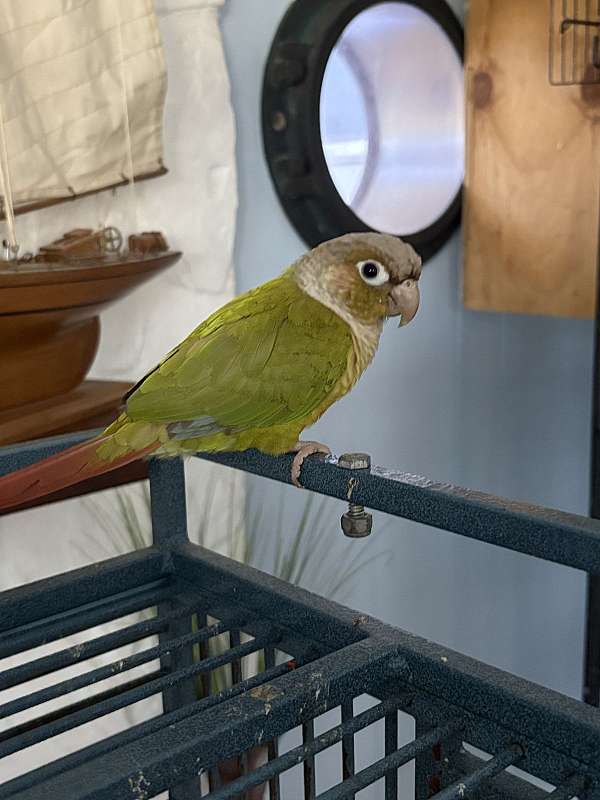 red-bird-for-sale-in-port-charlotte-fl