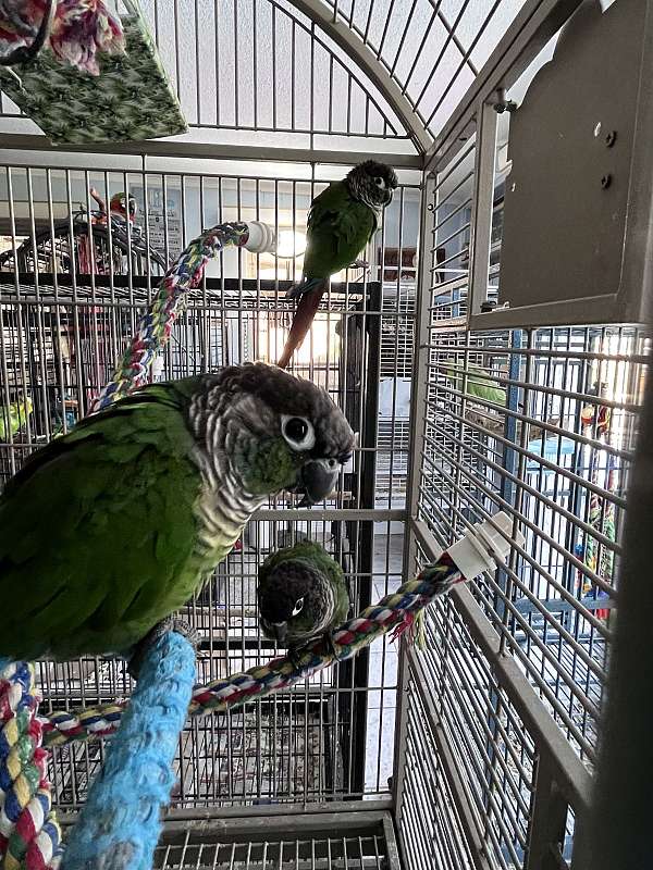 companion-bird-for-sale-in-port-charlotte-fl