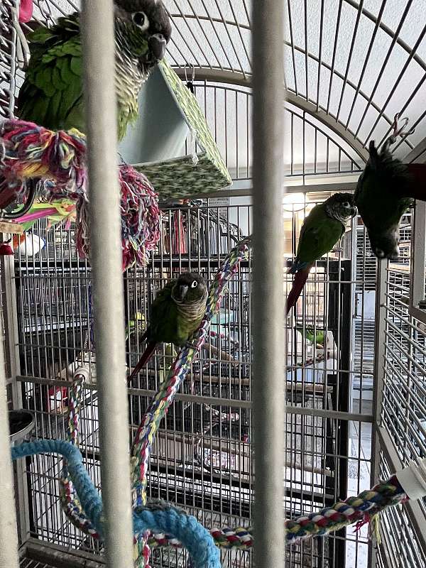 conure-for-sale