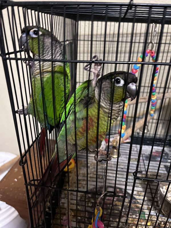 green-conure-for-sale