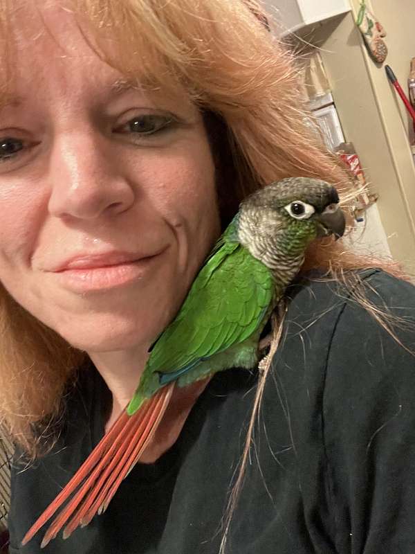 conure-for-sale-in-port-charlotte-fl