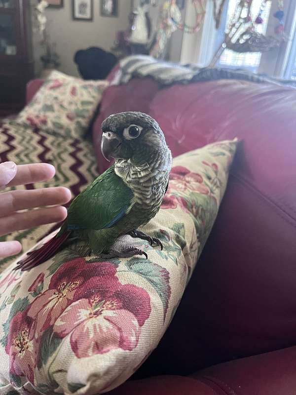 green-conure-for-sale