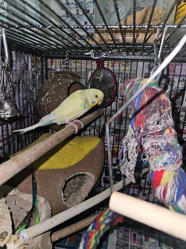 parakeet-for-sale