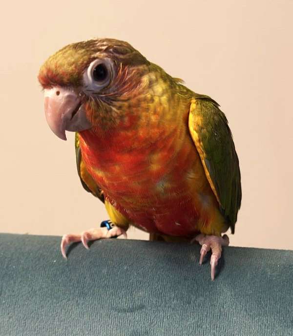 green-cheek-conure-for-sale