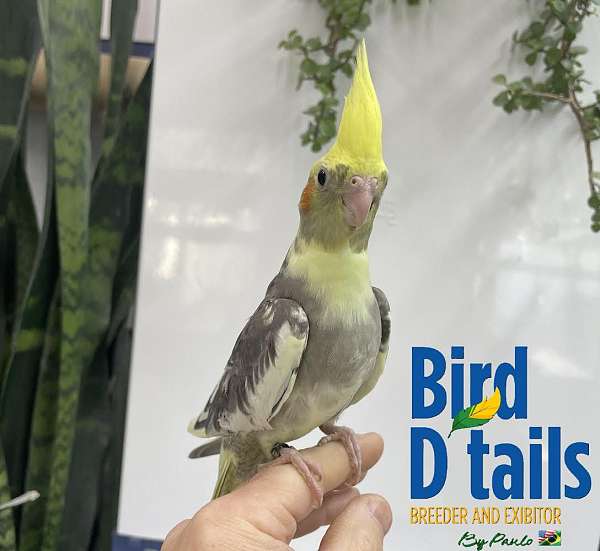 cockatiel-for-sale-in-hillside-nj