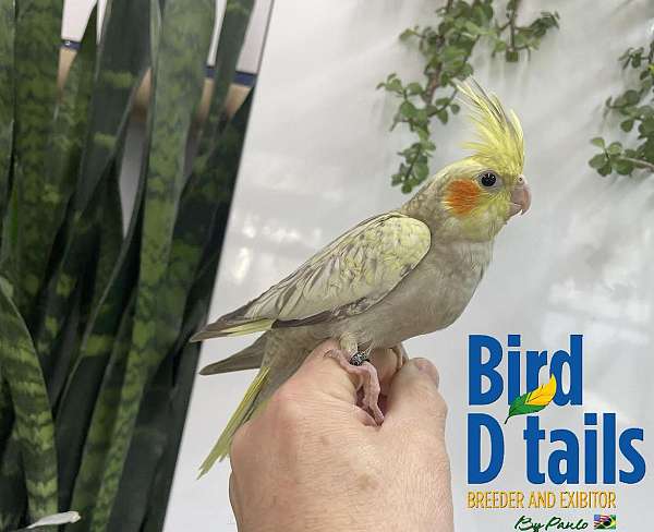 cockatiel-for-sale