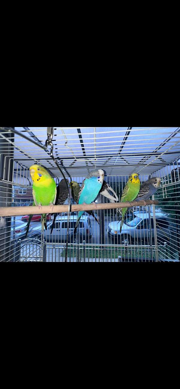 budgerigar-parakeet-for-sale