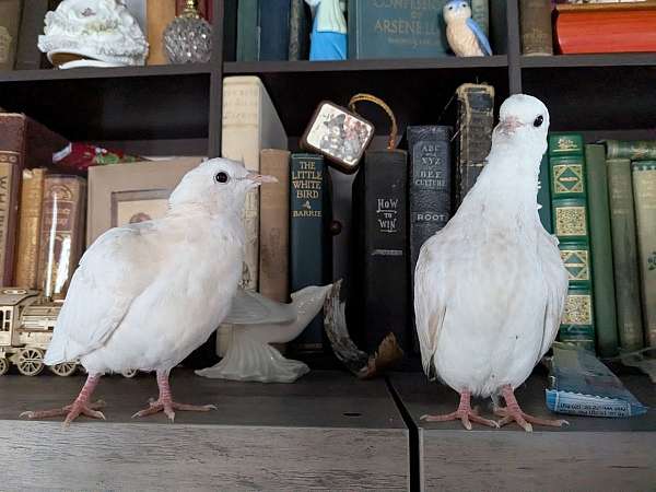 pastel-ringneck-dove-for-sale