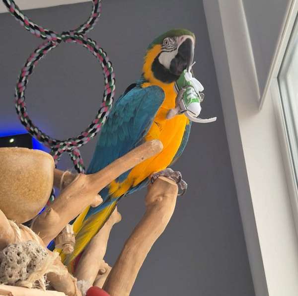 blue-gold-macaw-for-sale-in-wamego-ks