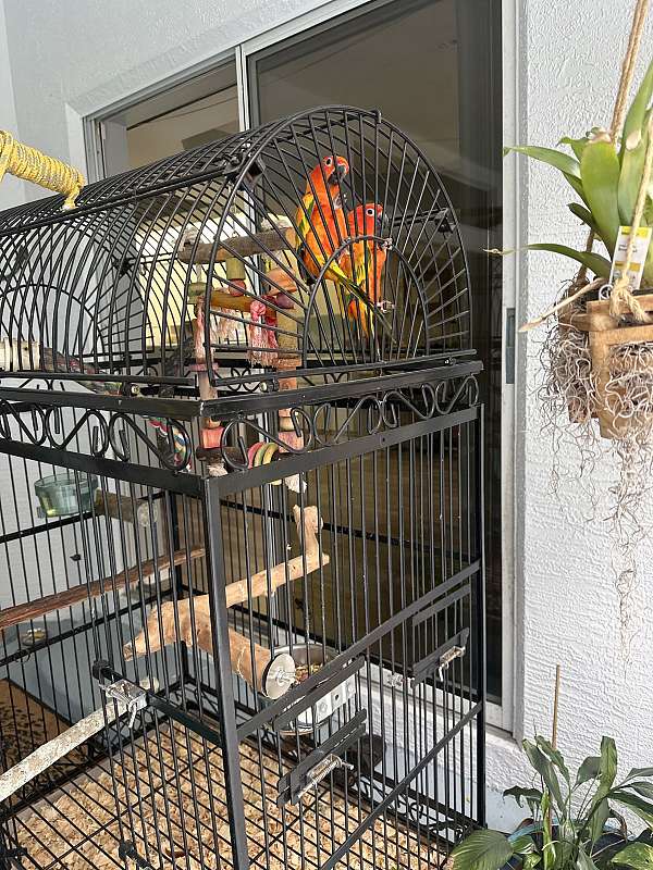 sun-conure-for-sale-in-springhill-fl