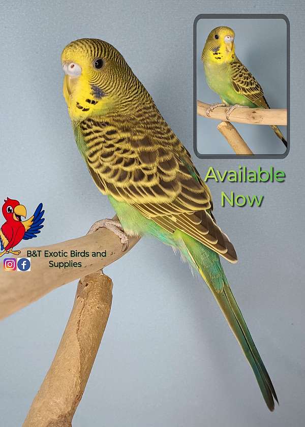 parakeet-for-sale