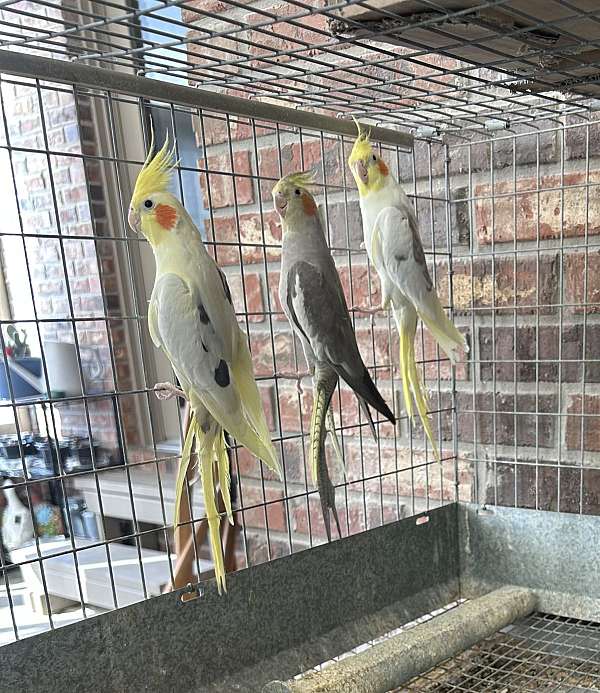 bird-for-sale-in-brownsburg-in