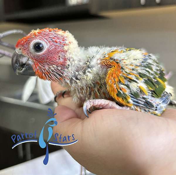 sun-conure-for-sale