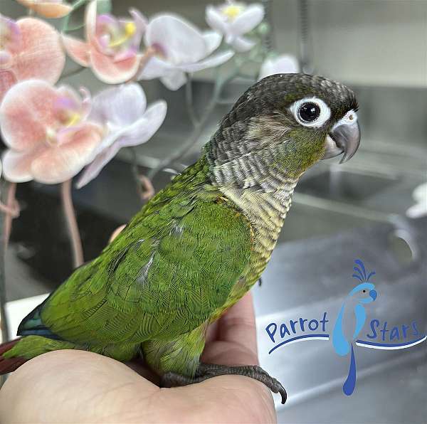 green-cheek-conure-for-sale