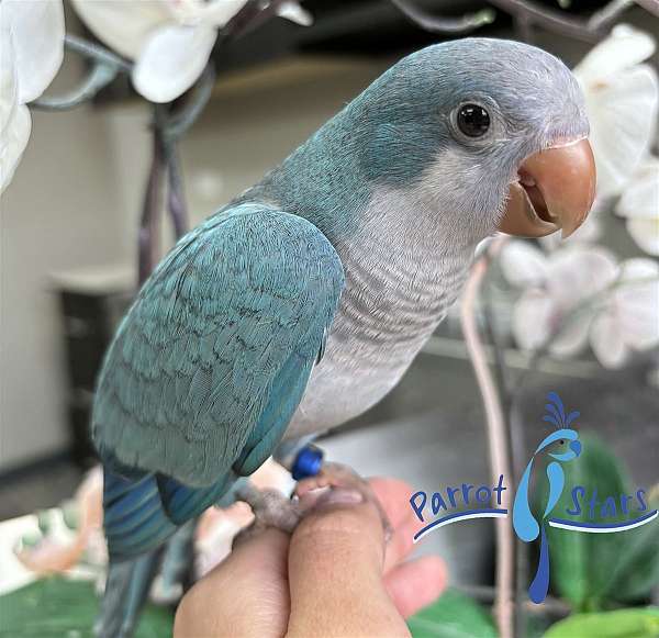 quaker-parrots-for-sale