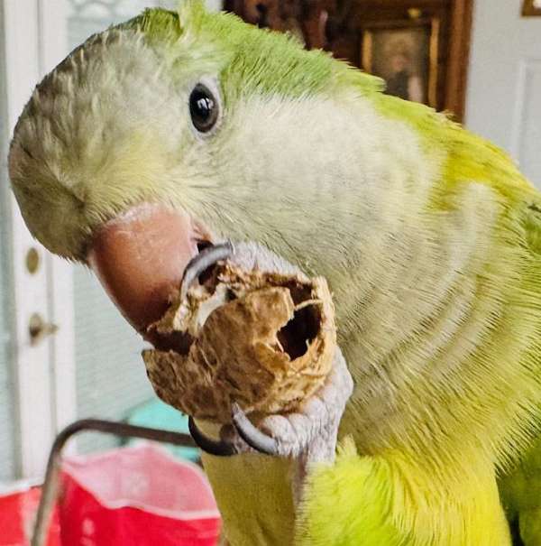 quaker-parrots-for-sale-in-pleasant-hill-mo