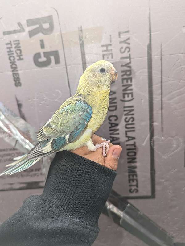 red-rumped-parakeet-for-sale-in-east-elmhurst-ny