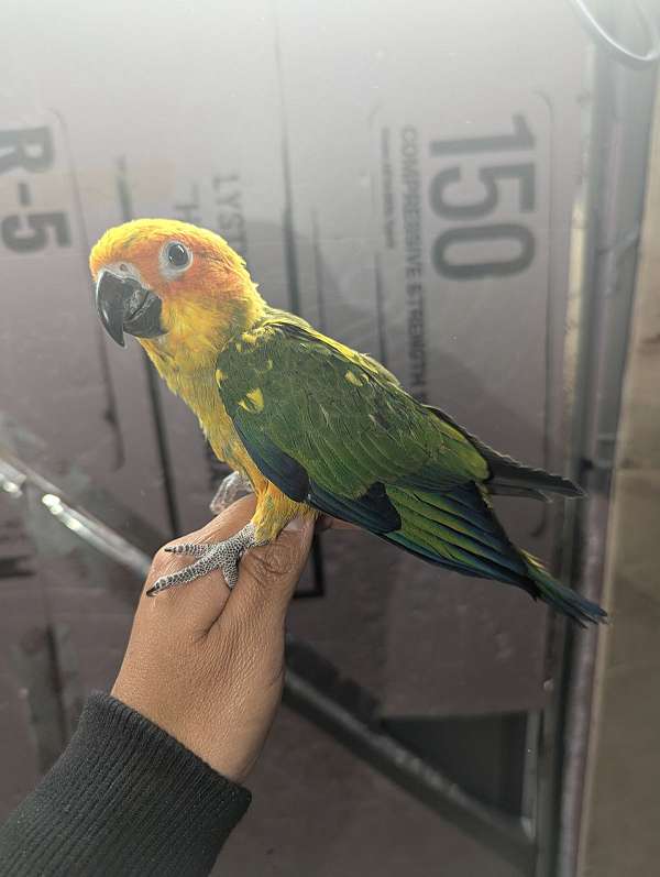 sun-conure-for-sale