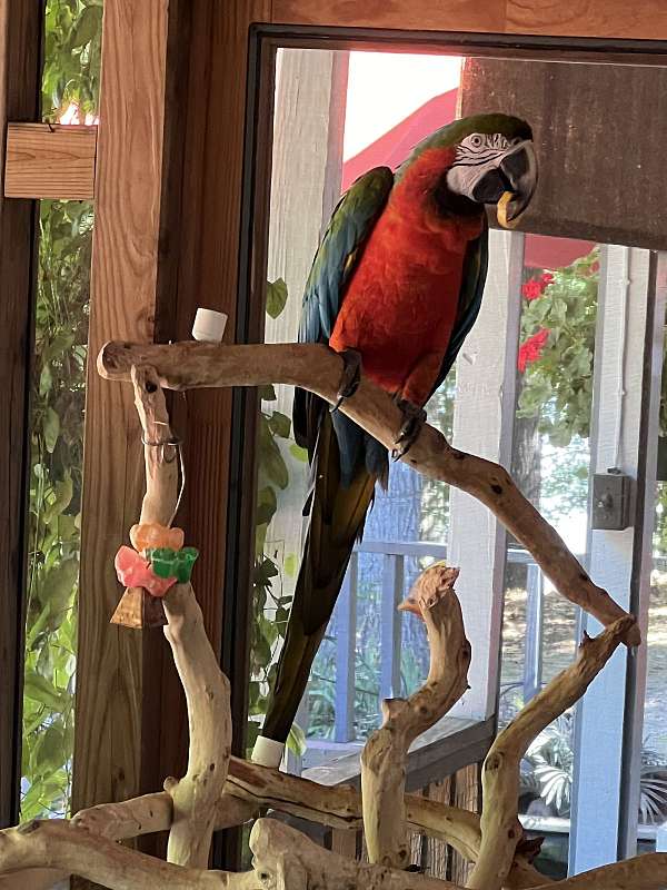 macaw-for-sale-in-lincolnton-ga