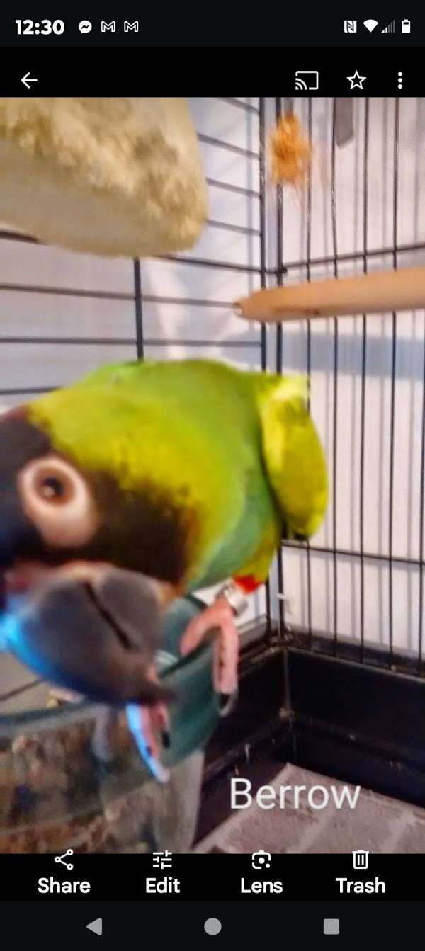 nanday-conure-for-sale-in-la-plata-md