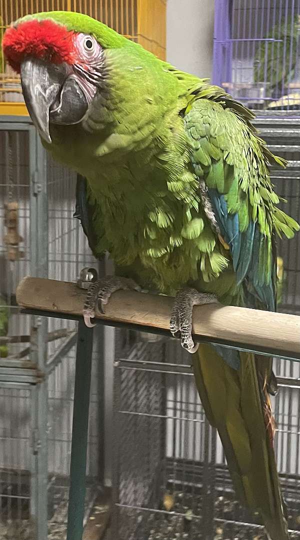 macaw-military-macaw-for-sale-in-bakersfield-ca